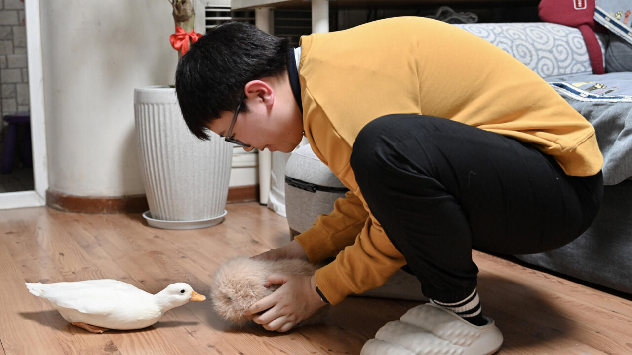 Young Chinese turn to AI pets for emotional relief