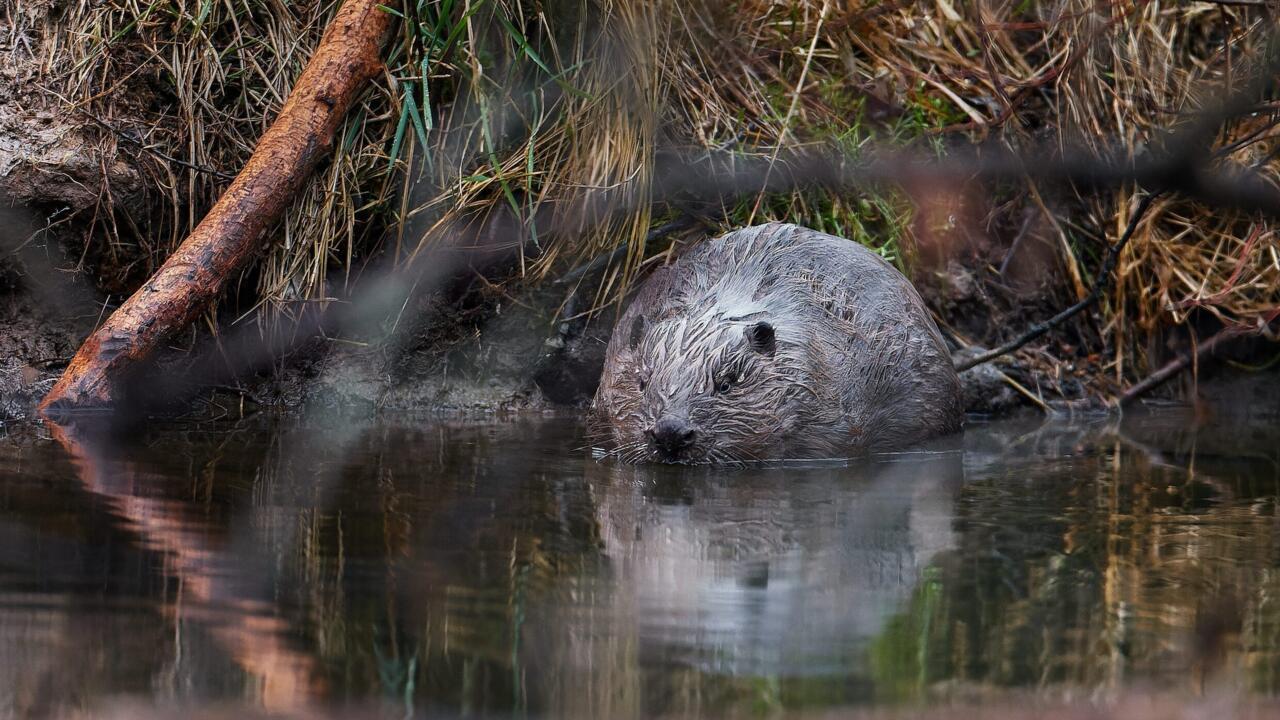 Dam fine: beavers save Czech treasury $1 million