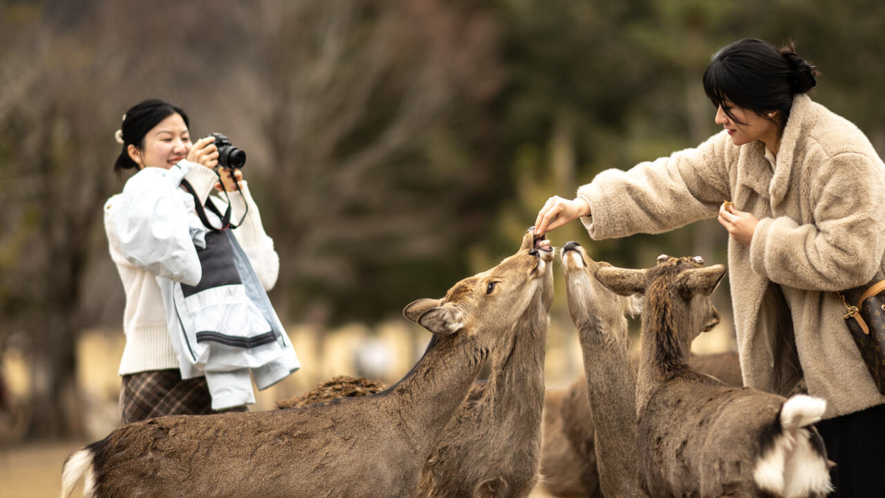 The squad saving deer from tourist trash in Japan's Nara